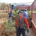 杜鹃映山红黄杜鹃苗一手货源量大优惠欢迎基地考察