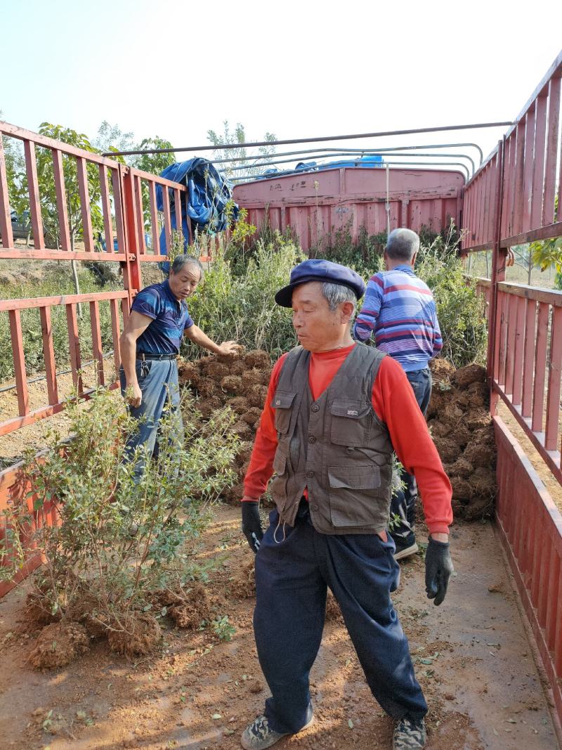 杜鹃映山红黄杜鹃苗一手货源量大优惠欢迎基地考察