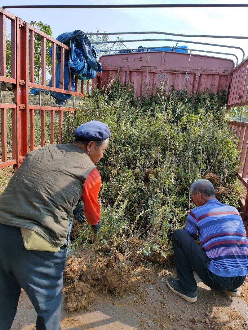 杜鹃映山红黄杜鹃苗一手货源量大优惠欢迎基地考察