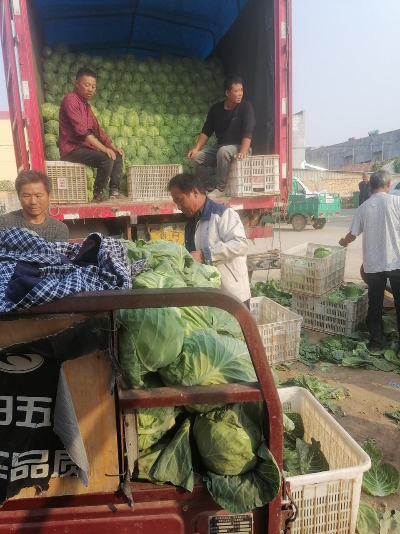 成武秋季新甘蓝万亩基地大量上市规格齐全欢迎老板联系