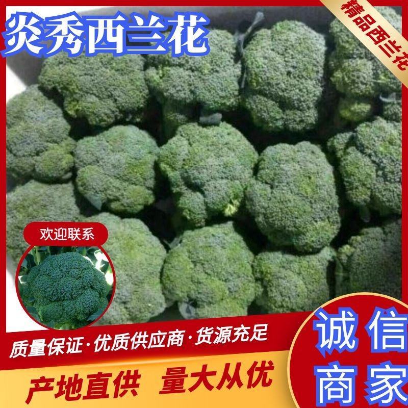 炎秀西兰花精品西兰花大量供应中质量保证价格实惠