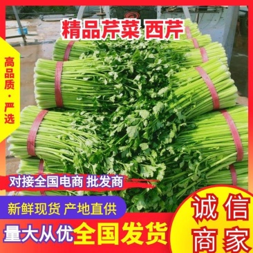 精品西芹55cm以上，产地批发，超市直供量大从优