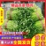 精品西芹55cm以上，产地批发，超市直供量大从优