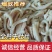 全熟牛肚丝无碱发诚信经营品质保证欢迎电话联系