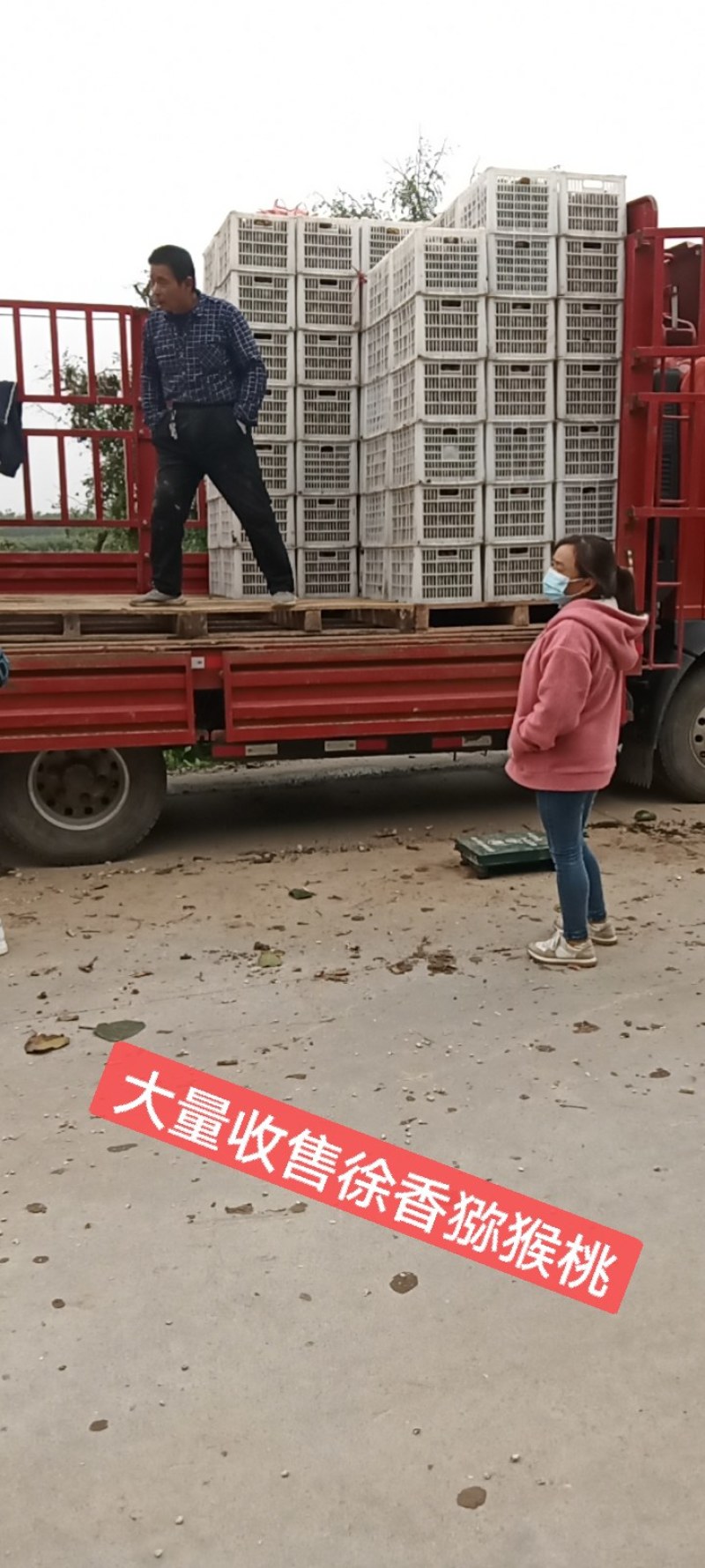 陕西宝鸡眉县徐香猕猴桃
