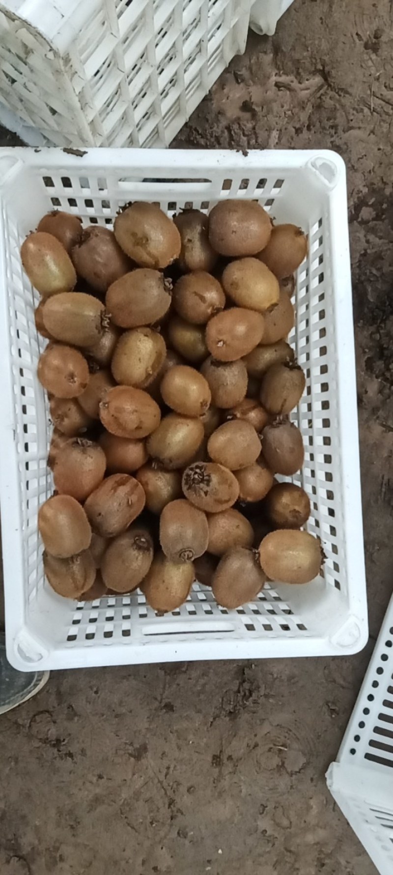 陕西宝鸡眉县徐香猕猴桃