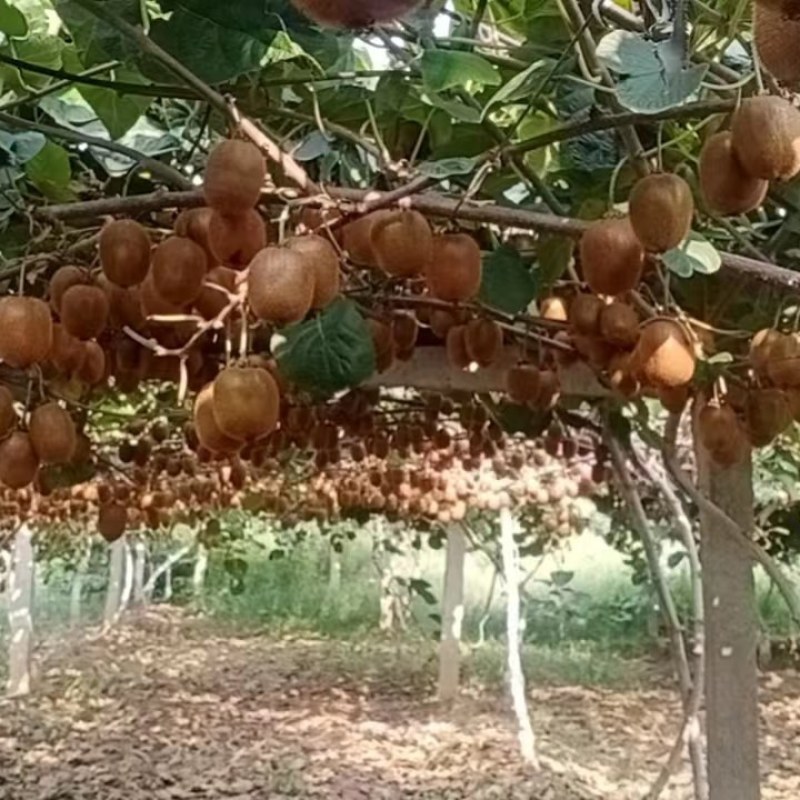 陕西宝鸡眉县徐香猕猴桃