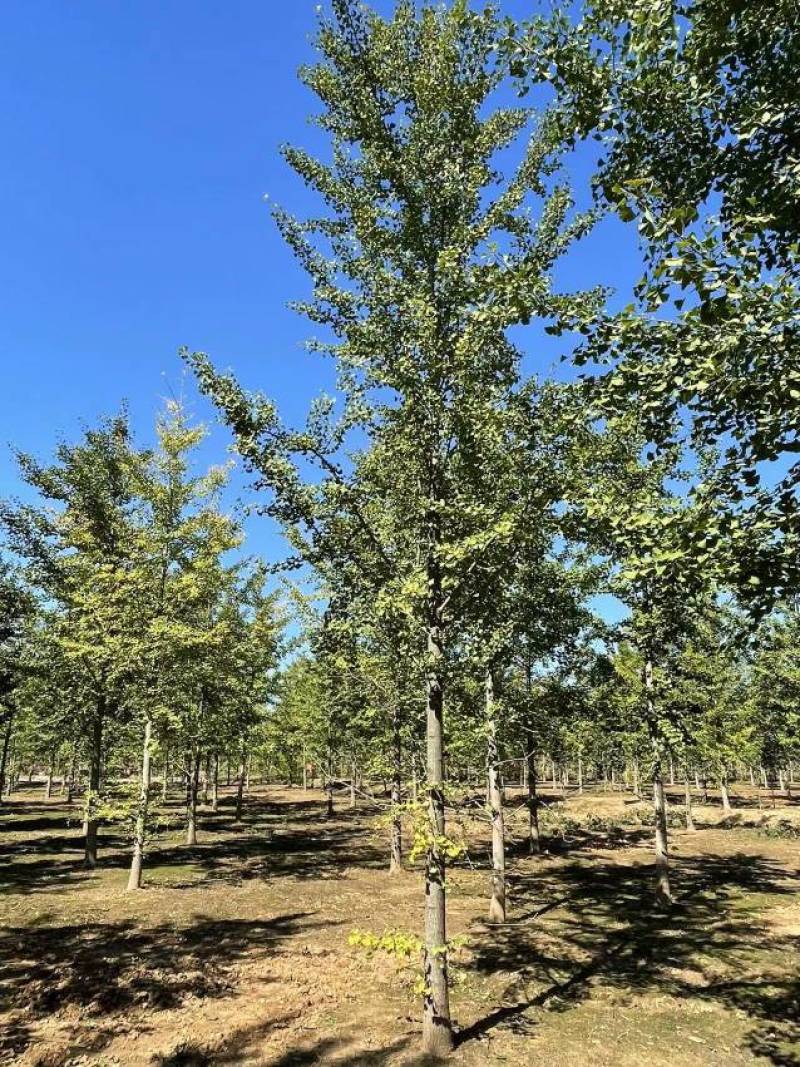8公分9公分10公分银杏树苗圃新苗打号挖树