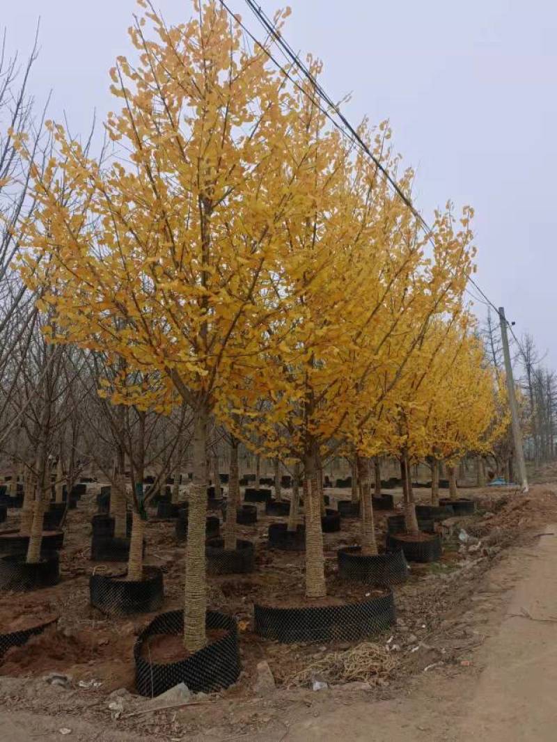 8公分9公分10公分银杏树苗圃新苗打号挖树