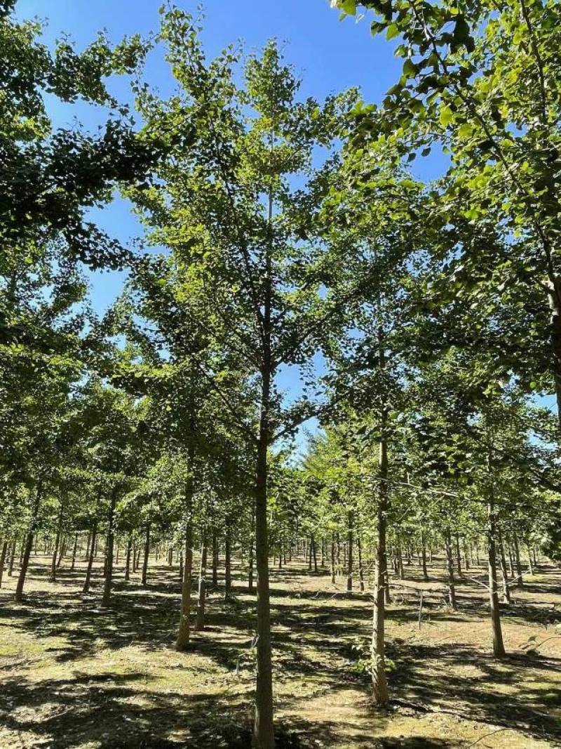 8公分9公分10公分银杏树苗圃新苗打号挖树