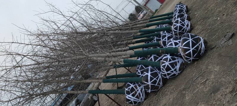 8公分9公分10公分银杏树苗圃新苗打号挖树