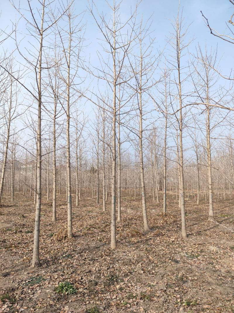 8公分9公分10公分银杏树苗圃新苗打号挖树