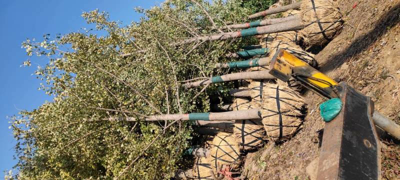 8公分9公分10公分银杏树苗圃新苗打号挖树