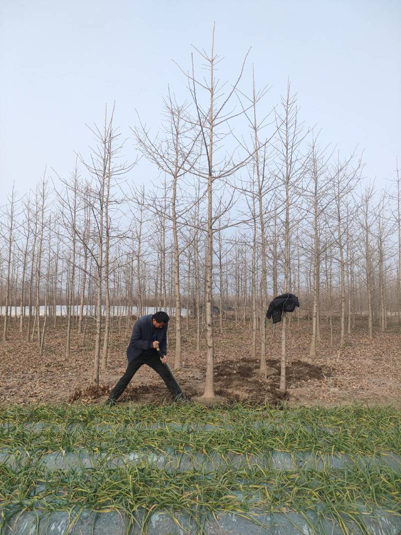 8公分9公分10公分银杏树苗圃新苗打号挖树