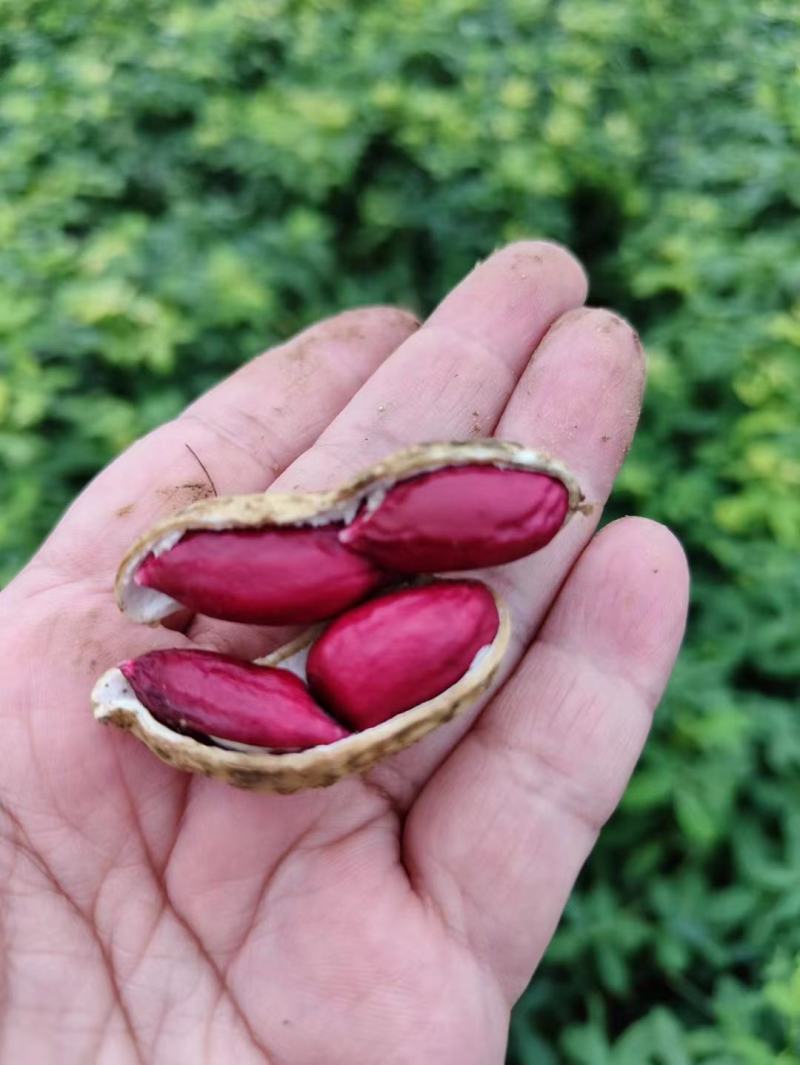 沂蒙黑花生富硒花生