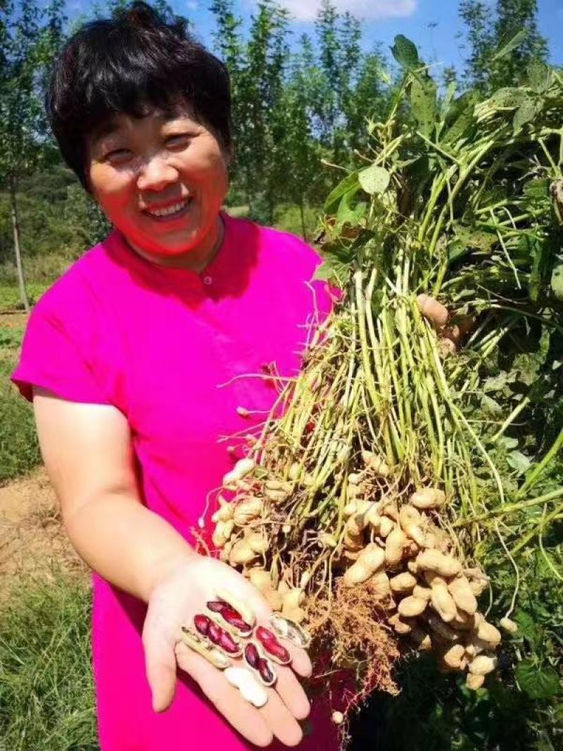 沂蒙黑花生富硒花生