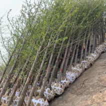 8公分9公分10公分银杏树苗圃新苗打号挖树