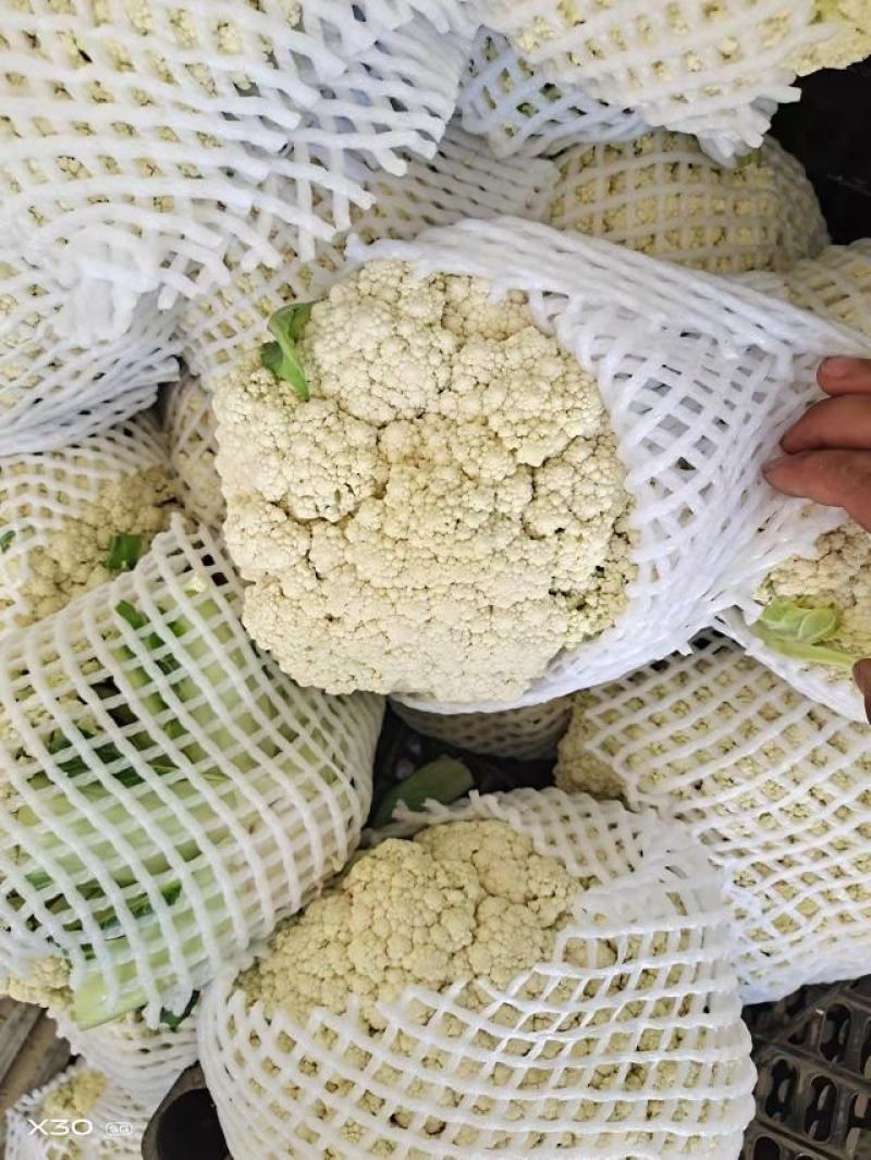 【精品】有机菜花品种齐全欢迎各地老板前来采购