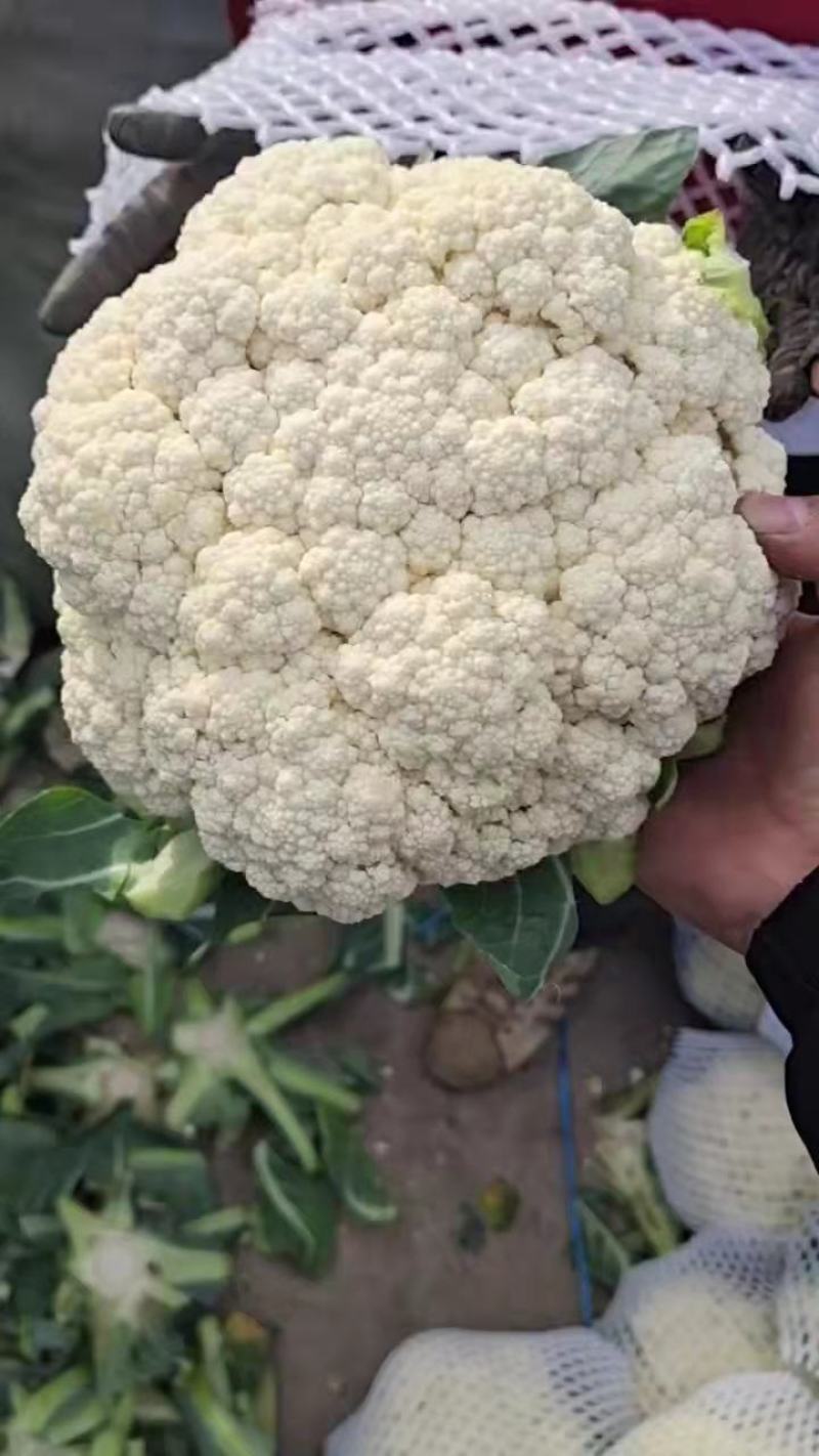 【精品】有机菜花品种齐全欢迎各地老板前来采购