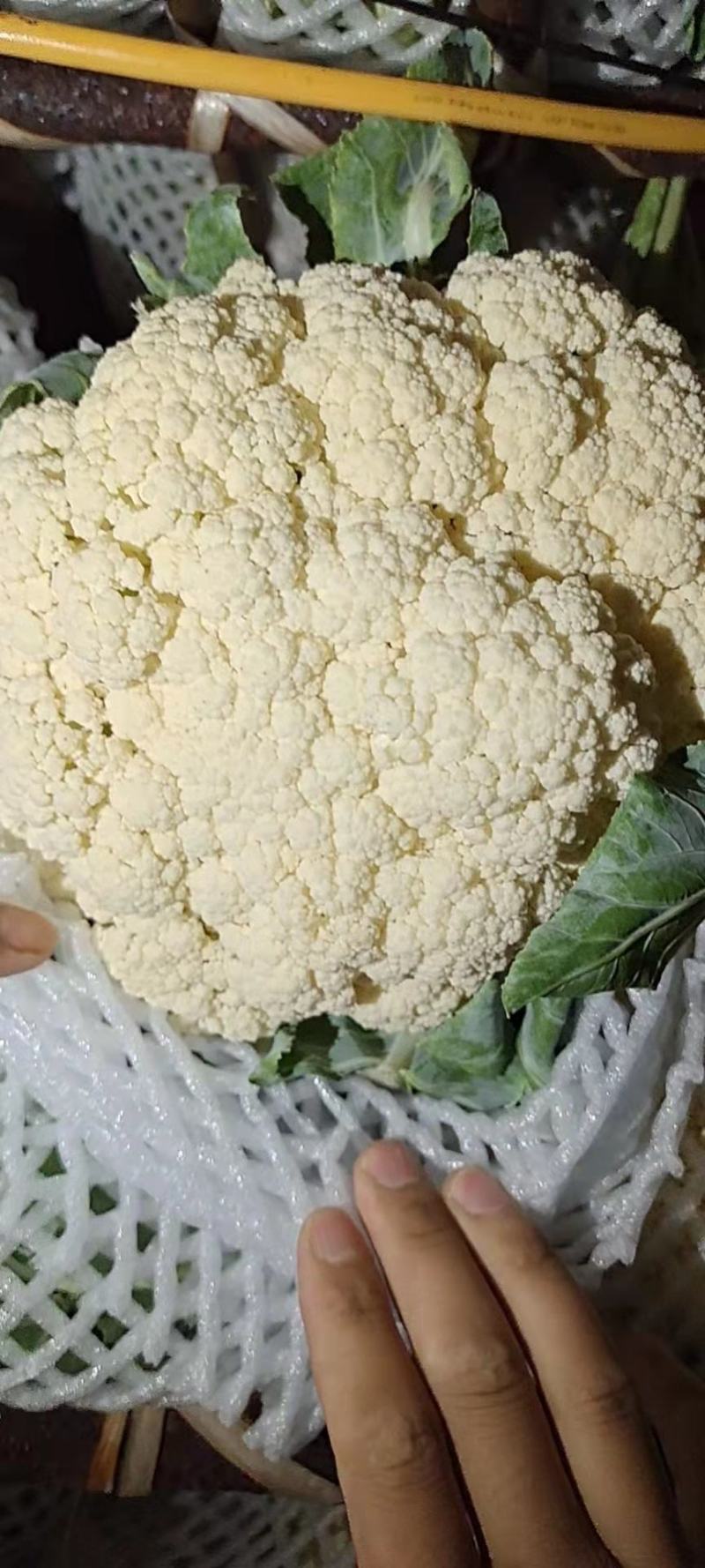 【精品】有机菜花品种齐全欢迎各地老板前来采购