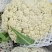 【精品】有机菜花品种齐全欢迎各地老板前来采购