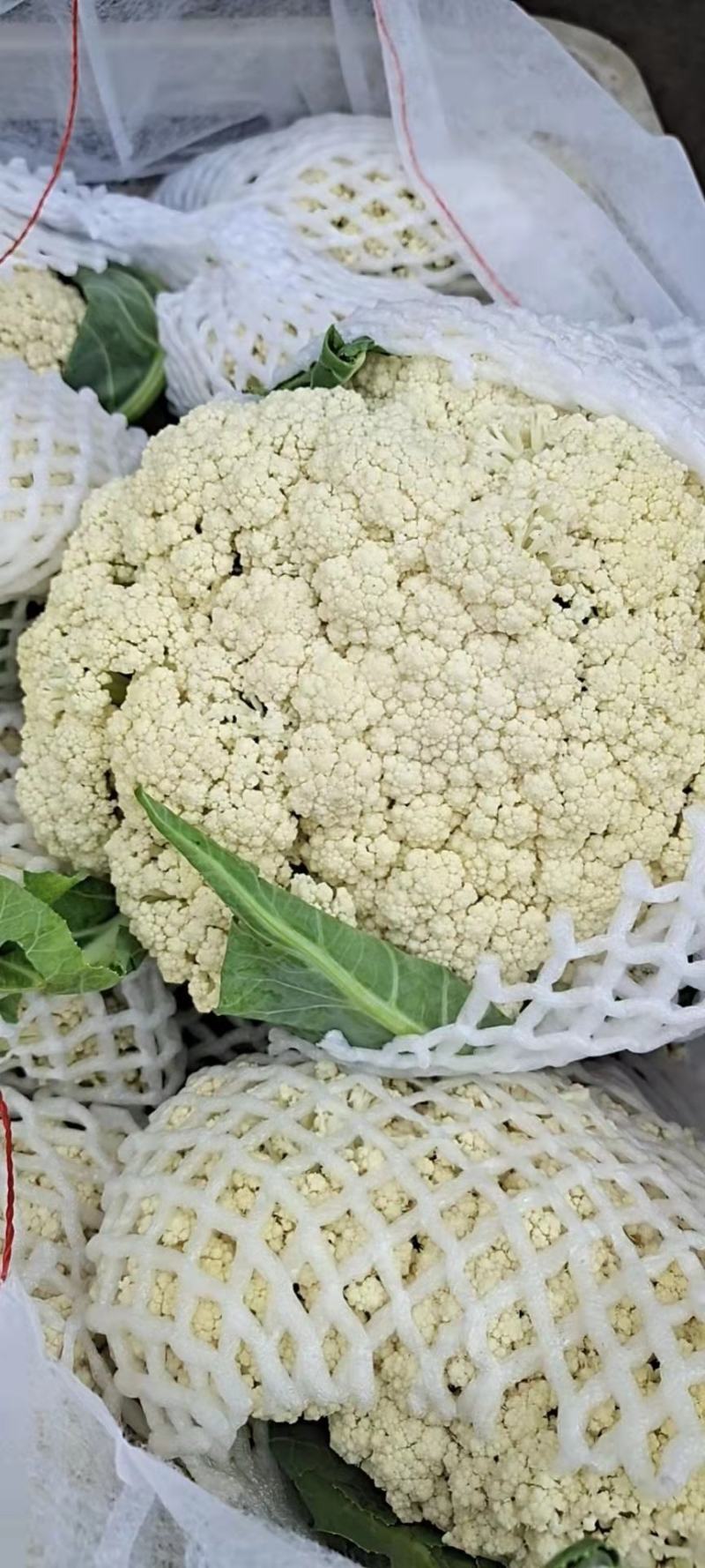 【精品】有机菜花品种齐全欢迎各地老板前来采购