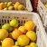 《优选》湖北蜜桔高山蜜桔，早熟蜜桔电商市场商超社团