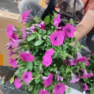 草花