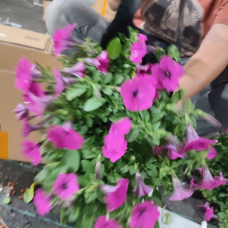 草花