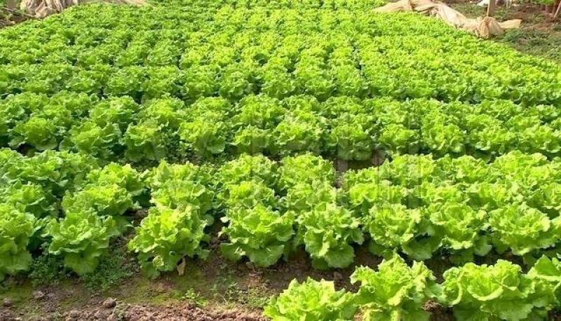 【精品】生菜青叶黄叶品种齐全保质保量欢迎各地老板前来采购