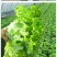 【精品】生菜青叶黄叶品种齐全保质保量欢迎各地老板前来采购