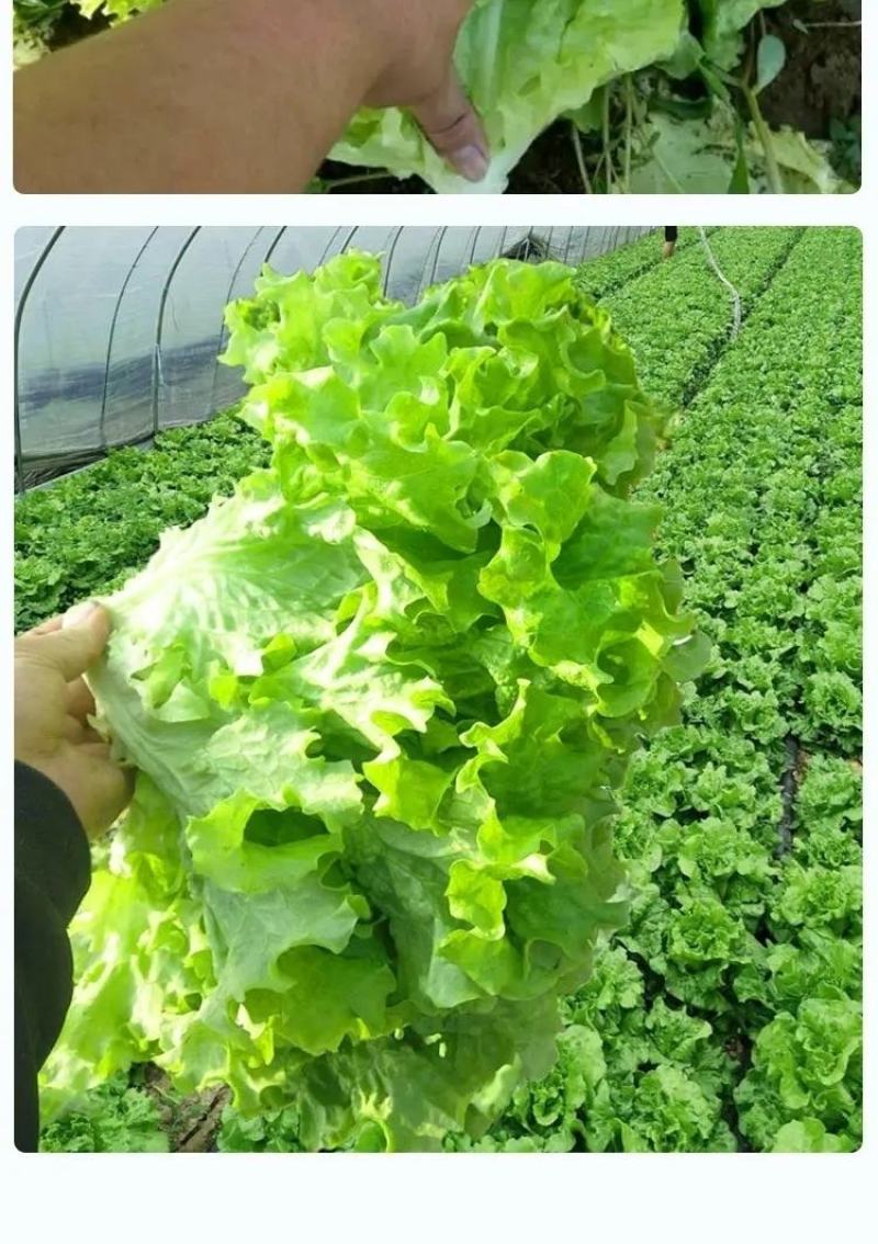 【精品】生菜青叶黄叶品种齐全保质保量欢迎各地老板前来采购