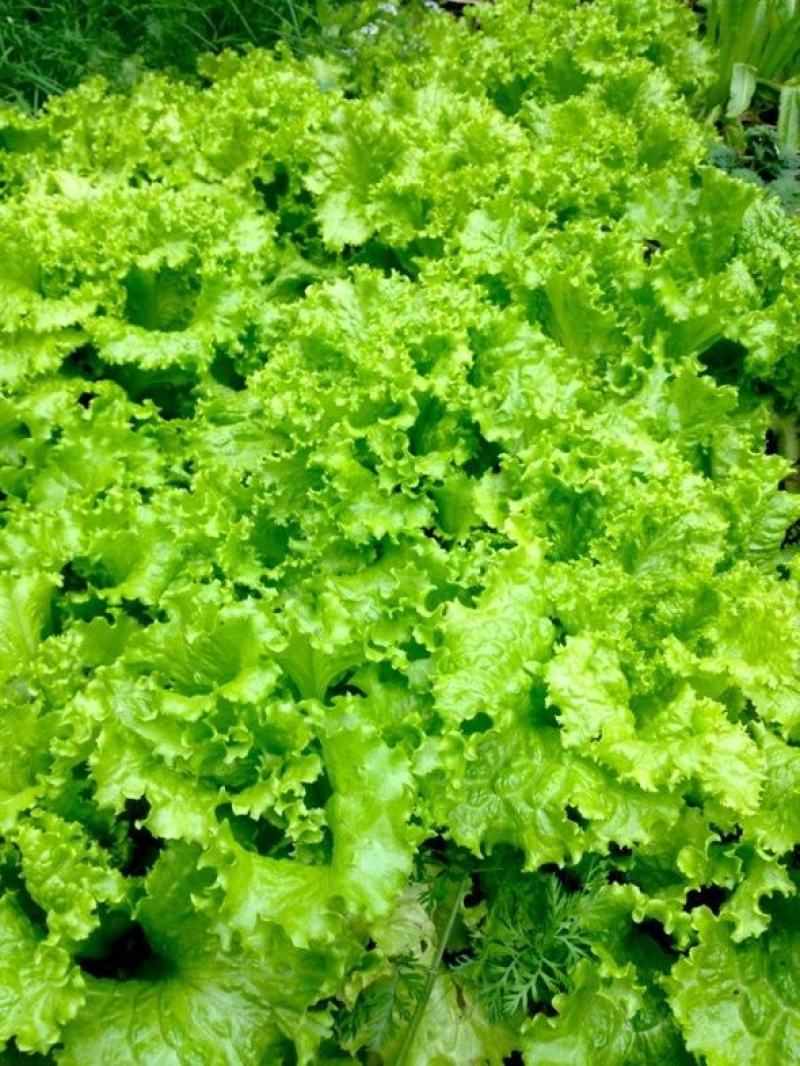 【精品】生菜青叶黄叶品种齐全保质保量欢迎各地老板前来采购