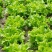 【精品】生菜青叶黄叶品种齐全保质保量欢迎各地老板前来采购