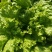 【精品】生菜青叶黄叶品种齐全保质保量欢迎各地老板前来采购