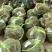 江苏精品大闸蟹品质好！欢迎广大朋友放心订购