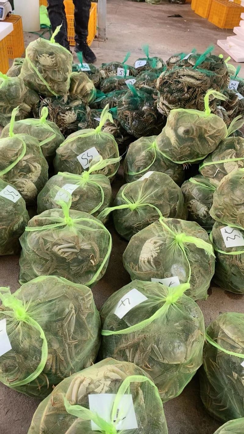 江苏精品大闸蟹品质好！欢迎广大朋友放心订购