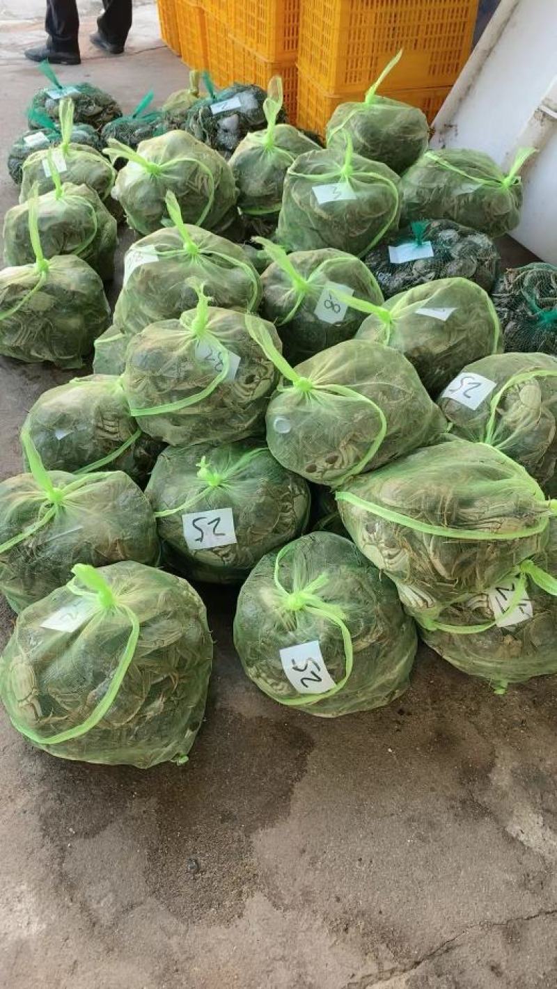 江苏精品大闸蟹品质好！欢迎广大朋友放心订购