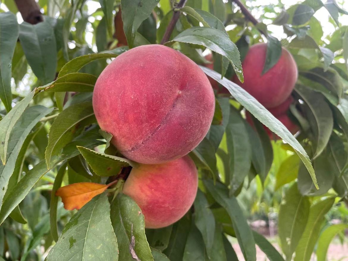 白凤桃果园实景图