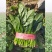 【精品】菠菜长年供应保质保量欢迎各地老板前来咨询