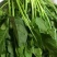 【精品】菠菜长年供应保质保量欢迎各地老板前来咨询