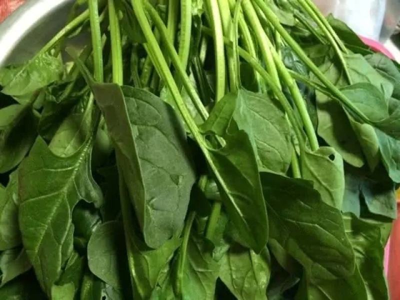 【精品】菠菜长年供应保质保量欢迎各地老板前来咨询