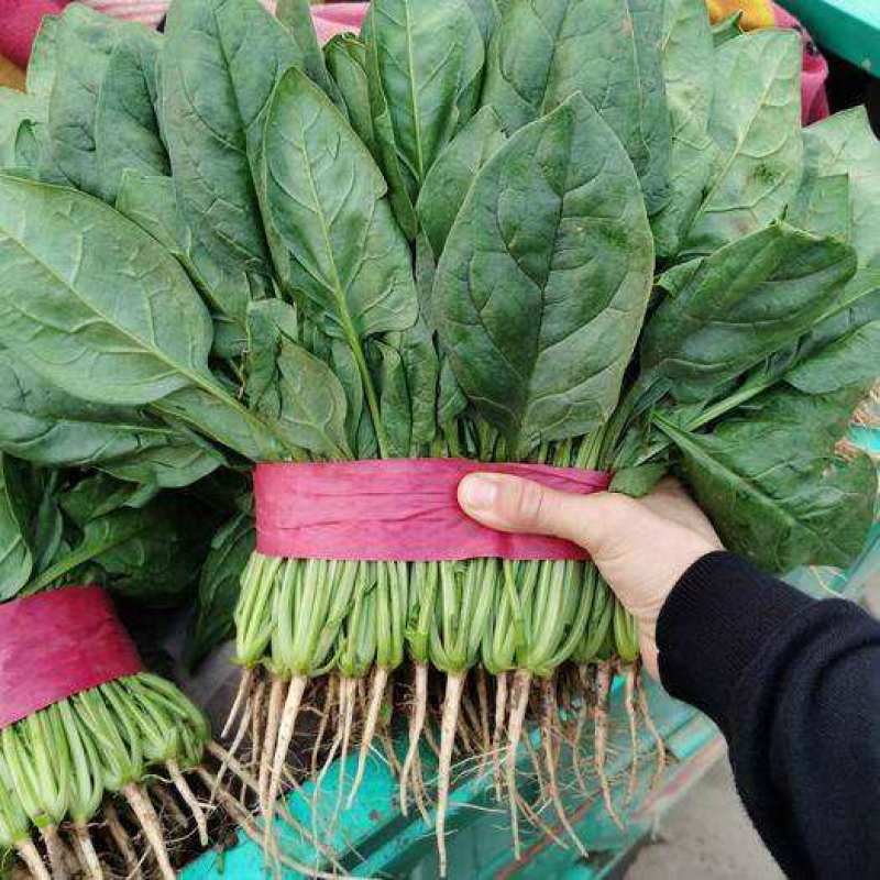 【精品】菠菜长年供应保质保量欢迎各地老板前来咨询