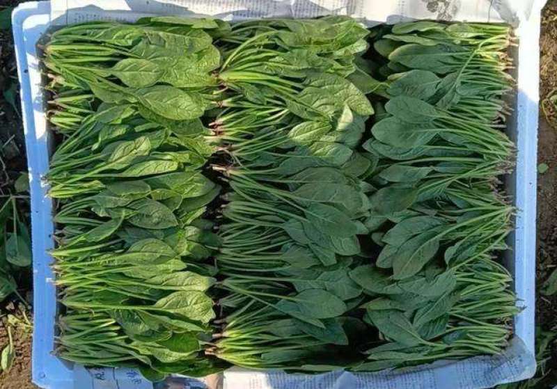 【精品】菠菜长年供应保质保量欢迎各地老板前来咨询