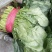 【精品】菠菜长年供应保质保量欢迎各地老板前来咨询