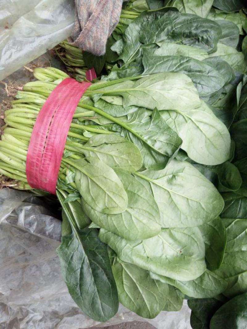 【精品】菠菜长年供应保质保量欢迎各地老板前来咨询