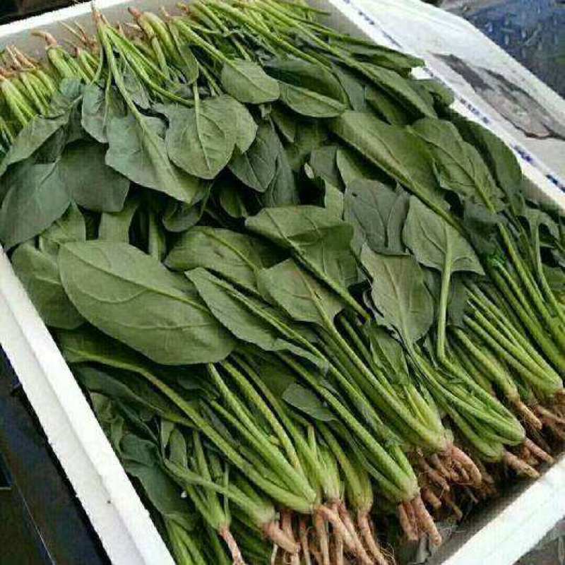 【精品】菠菜长年供应保质保量欢迎各地老板前来咨询