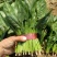 【精品】菠菜长年供应保质保量欢迎各地老板前来咨询