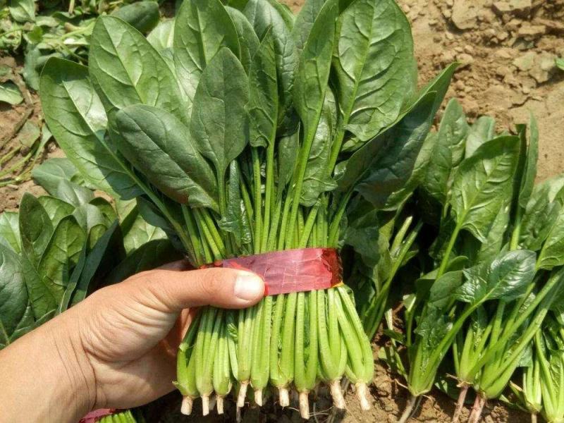 【精品】菠菜长年供应保质保量欢迎各地老板前来咨询