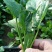 【精品】菠菜长年供应保质保量欢迎各地老板前来咨询